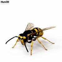 European Wasp HD