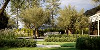 Olea europaea Olive tree collection by Maxtree Vol23