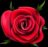 Rose Beautifull | 3D