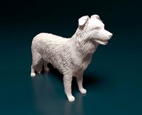 Border collie | 3D
