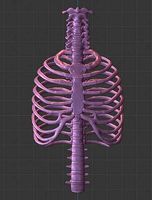 Ribcage | 3D