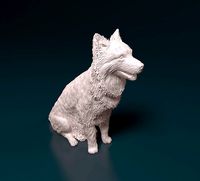Border collie | 3D