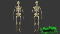 Skeleton | 3D
