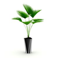 Palm Tree 3D Model