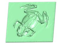 frog low relief