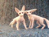 Desert Fox (BJD)