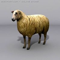 Sheep 3D Model