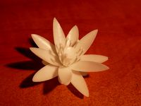 flower lotus