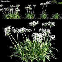 Agapanthus 01