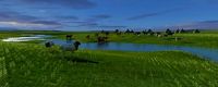 Livestock herd