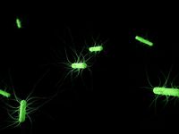 Escherichia coli