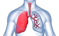 Respiratory System