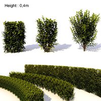 Laurus nobilis 03