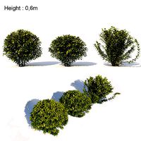 Laurus nobilis 02