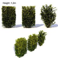 Laurus nobilis 01