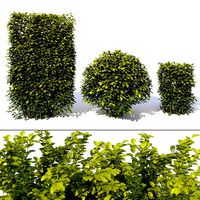 Laurus nobilis