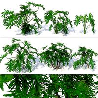 Philodendron