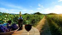Grape farm
