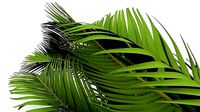 Palm Leaves