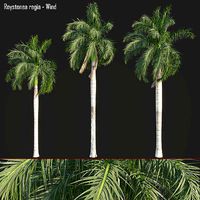 Roystonea regia - wind