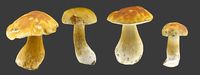 Bolete Mushroom Pack 1