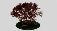 Maple Tree
