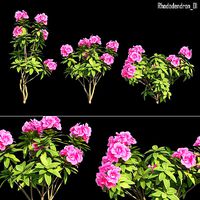 Rhododendron 01