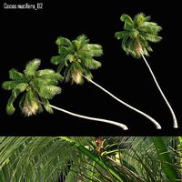 Cocos nucifera 02