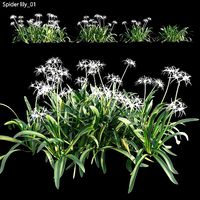 Hymenocallis americana -Spider lily