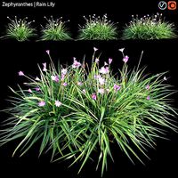 Zephyranthes - Rain Lily