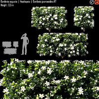 Gardenia augusta - Houttuynia - Gardenia jasminoides 7