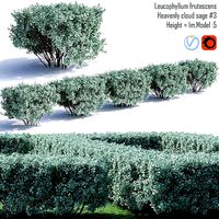 Heavenly cloud sage - Leucophyllum frutescens 4