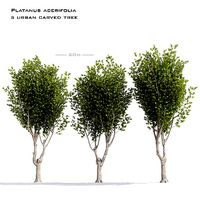 platanus acerifolia