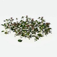 Purple Dead Nettle Pack