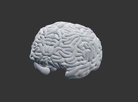 Brain Cavity Inside | 3D