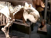 hippo skeleton Nilpferd-Skelett