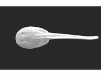 Theloderma lateriticum tadpole