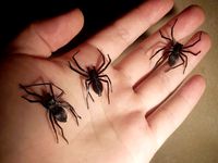 Domestic House Spider