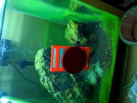 Fishbowl magnetic cleaner