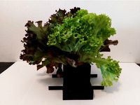 small plant pot