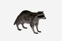 racoon 3d model