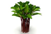 Beet bulls blood Bunch