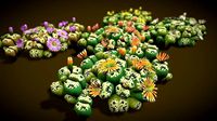Flower Lithops
