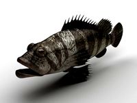 Grouper Epinephelussp Rockfish