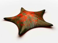 Petrel Sea star