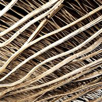 Ceiling crooked branch n2