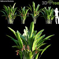 Heliconia Rostrata 01