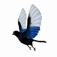 Magpie sparrow Blue songbird song sing spring