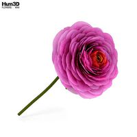 Ranunculus