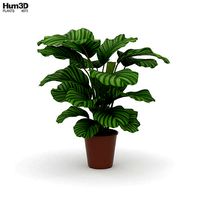 Calathea